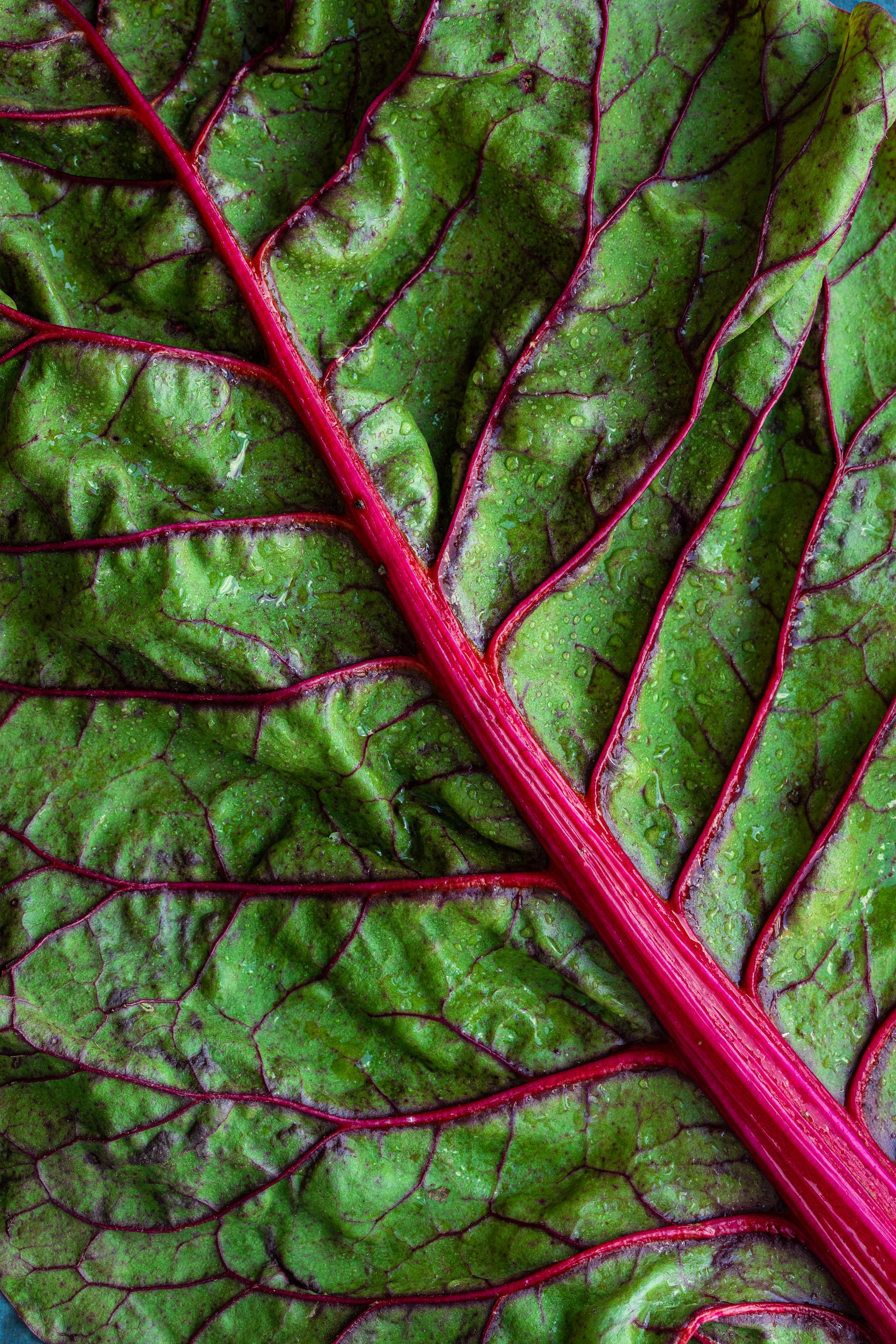 Close up image of a leave