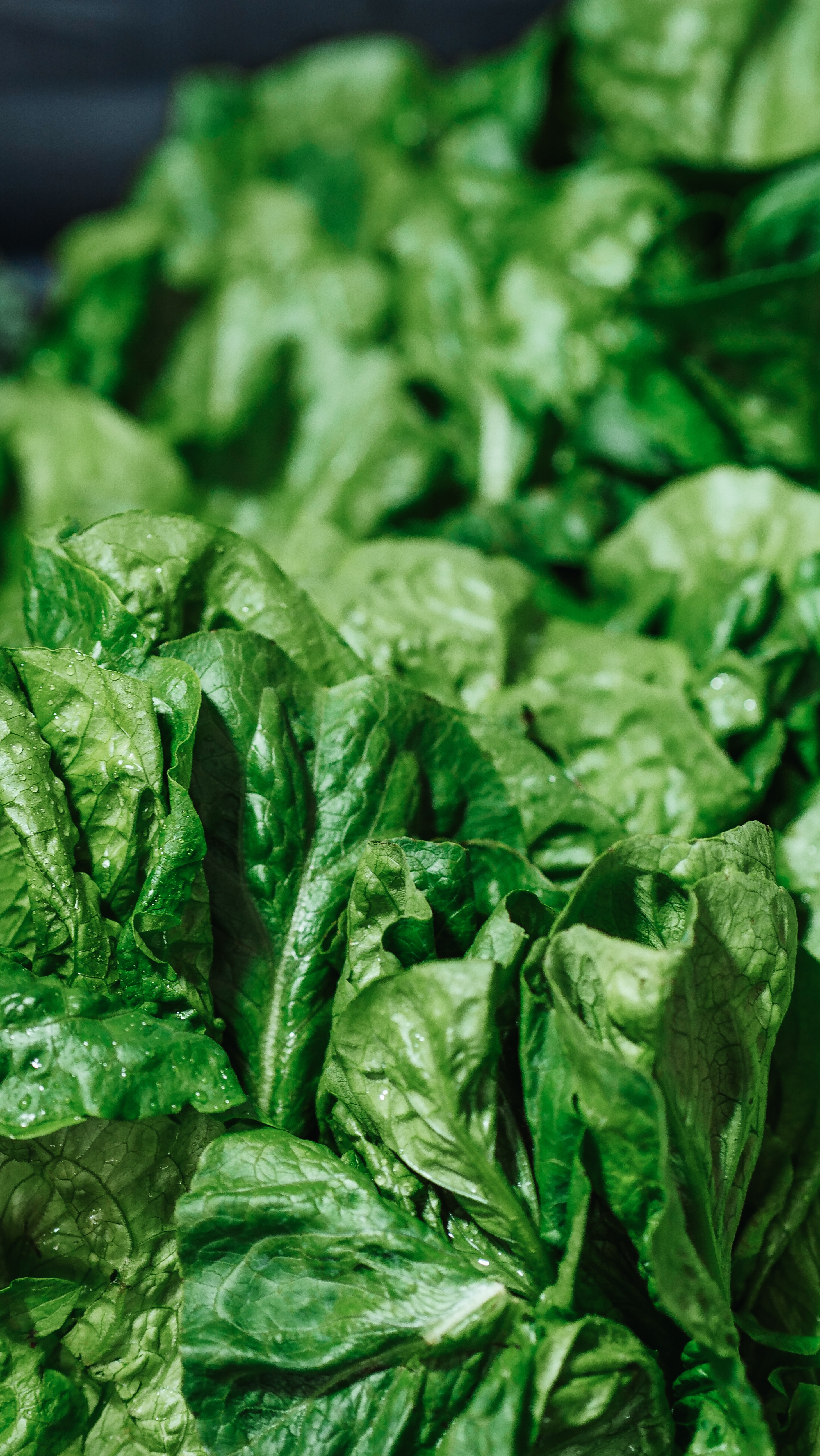 Close up of leafy greens